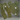 Legends Prevail - Nylon set 2026- Olive Green - Clique Apparel